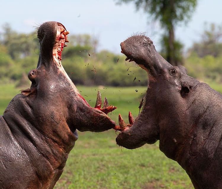 The most dangerous animal in Africa